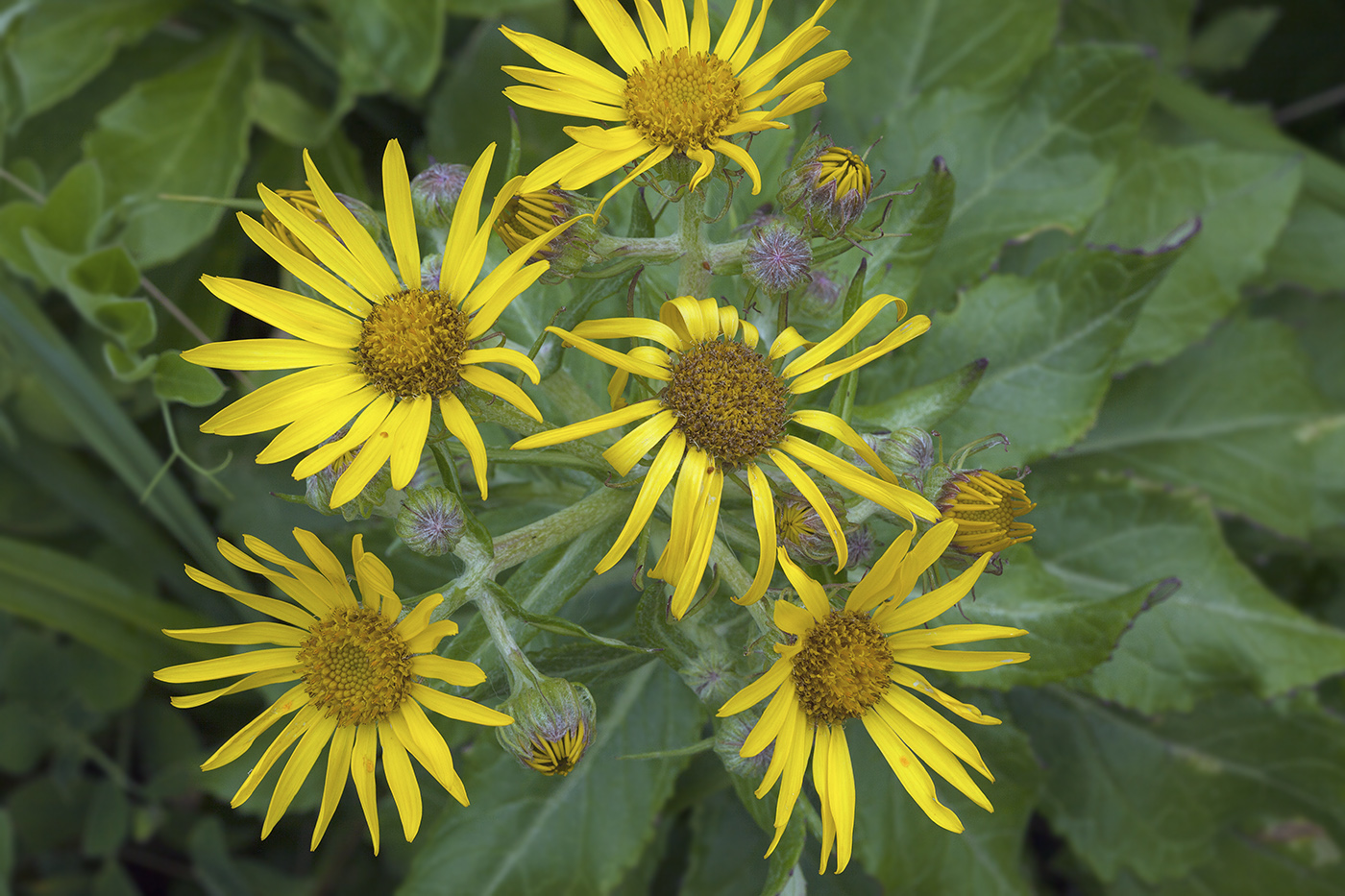 Изображение особи Senecio pseudoarnica.