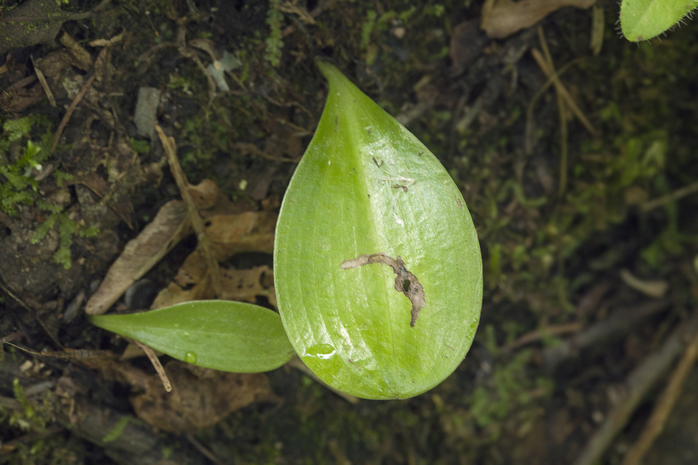 Image of Platanthera metabifolia specimen.