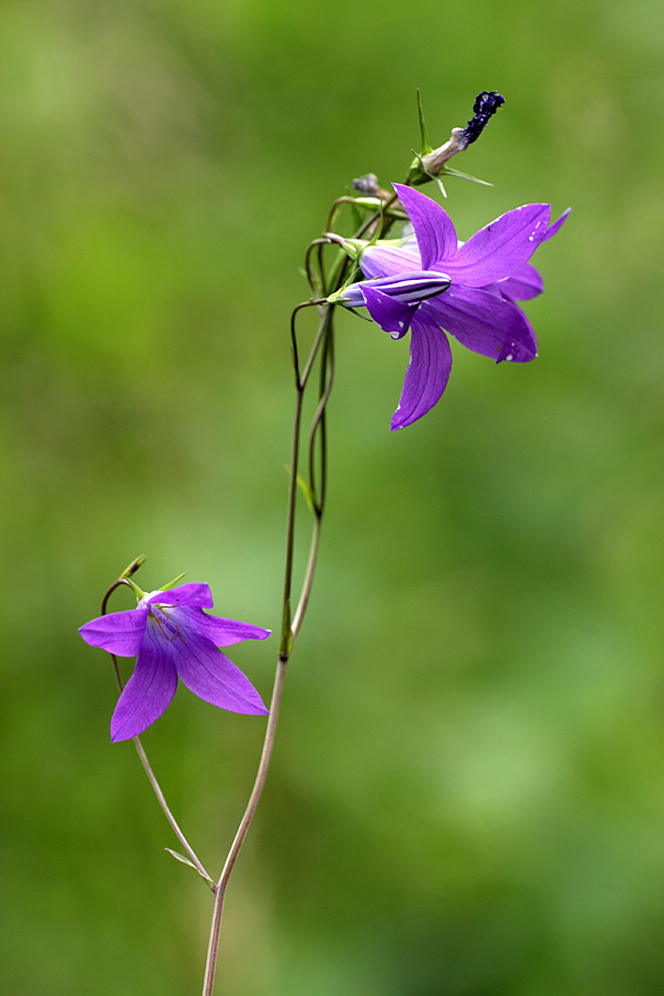 Image of Campanula patula specimen.