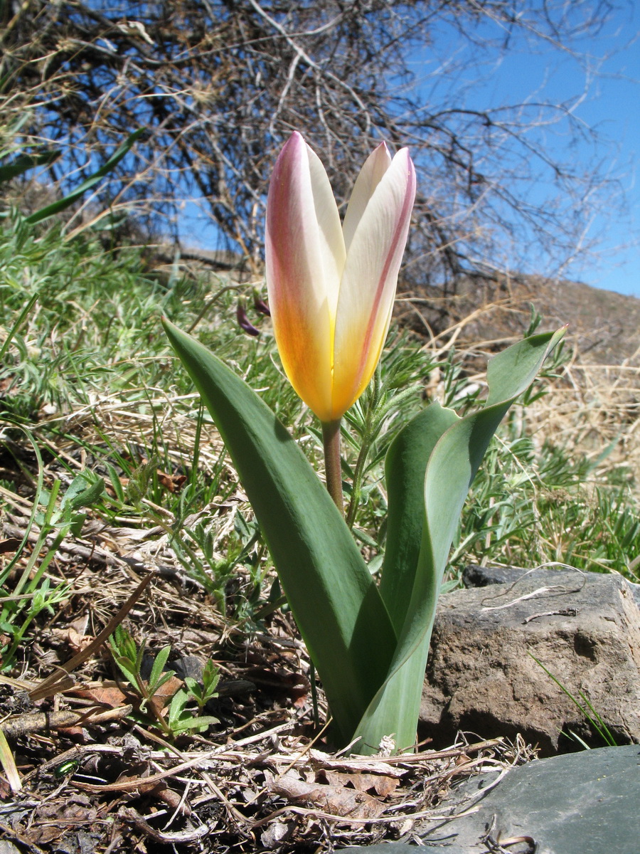 Image of Tulipa berkariensis specimen.