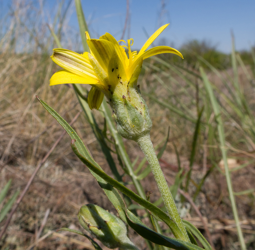 Image of Scorzonera laciniata specimen.