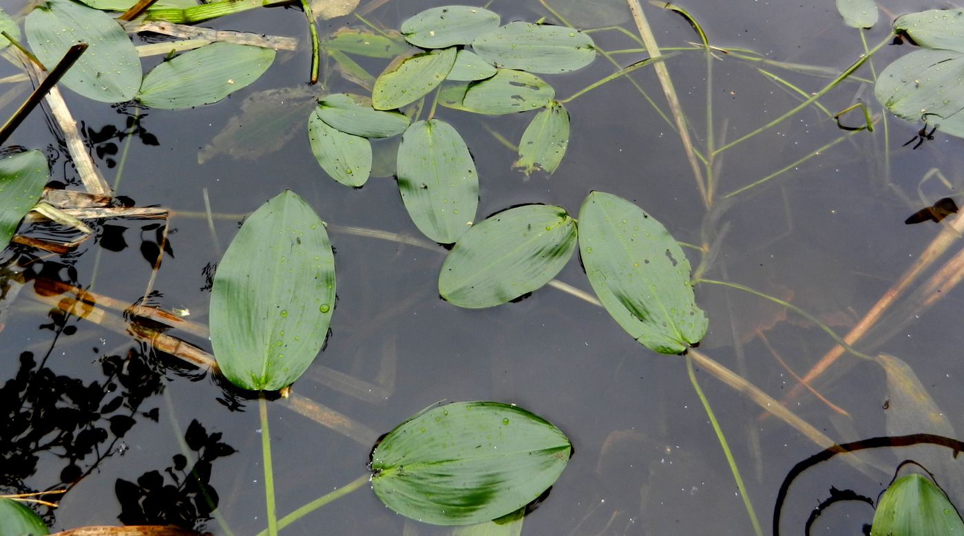 Image of Potamogeton natans specimen.