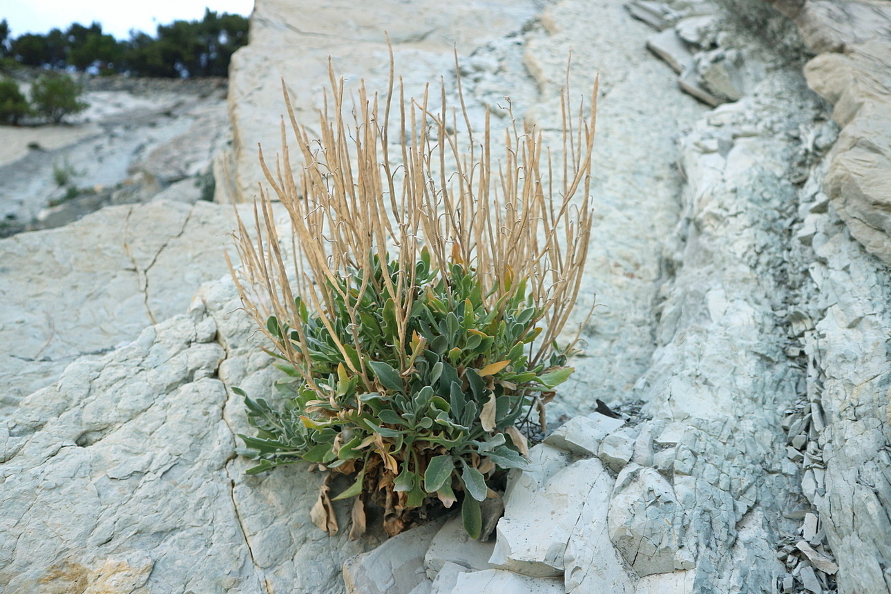 Изображение особи Matthiola odoratissima.