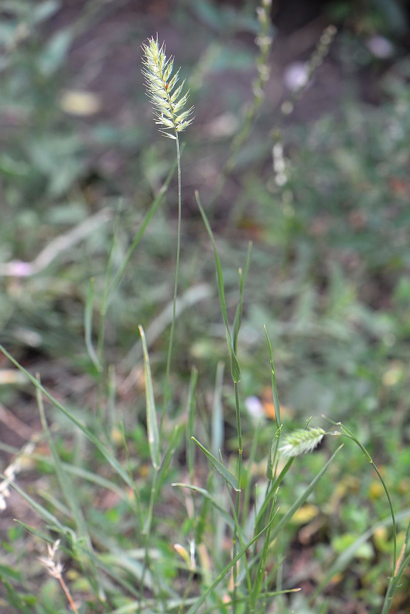 Image of Agropyron pectinatum specimen.