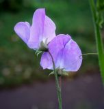 Lathyrus odoratus