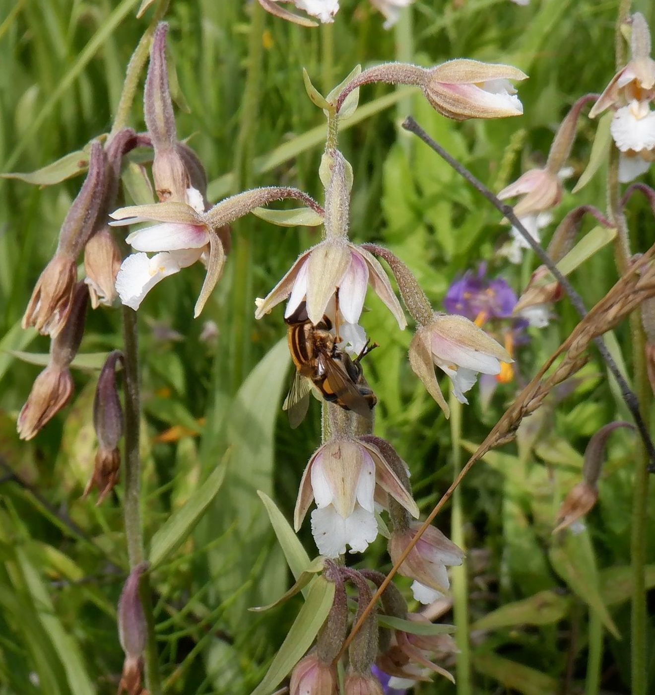 Image of Epipactis palustris specimen.