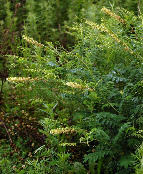 Image of Sophora flavescens specimen.