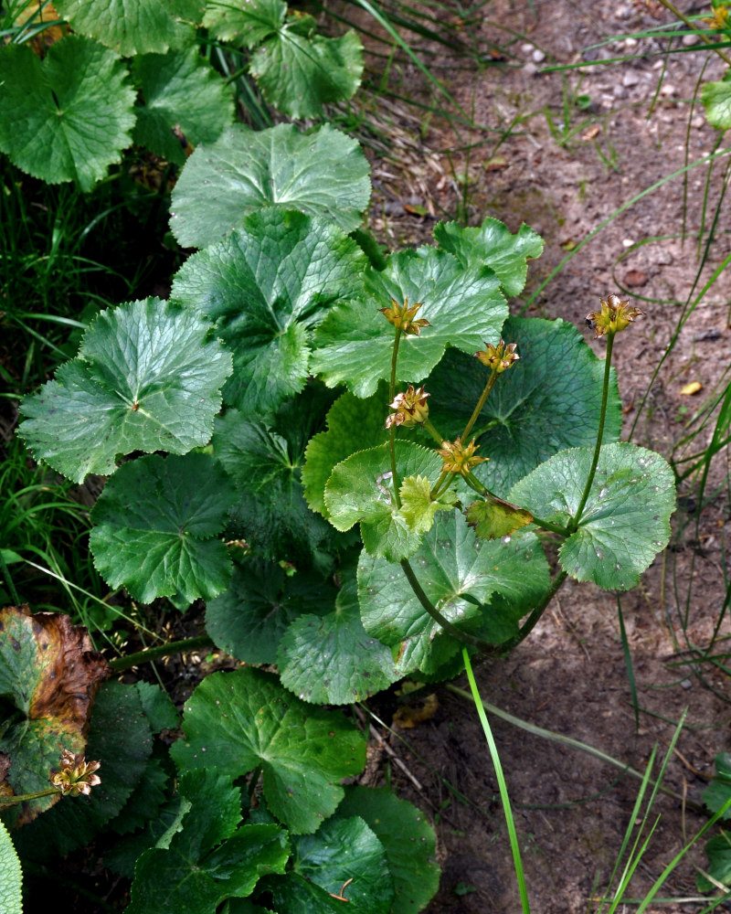 Image of Caltha palustris specimen.