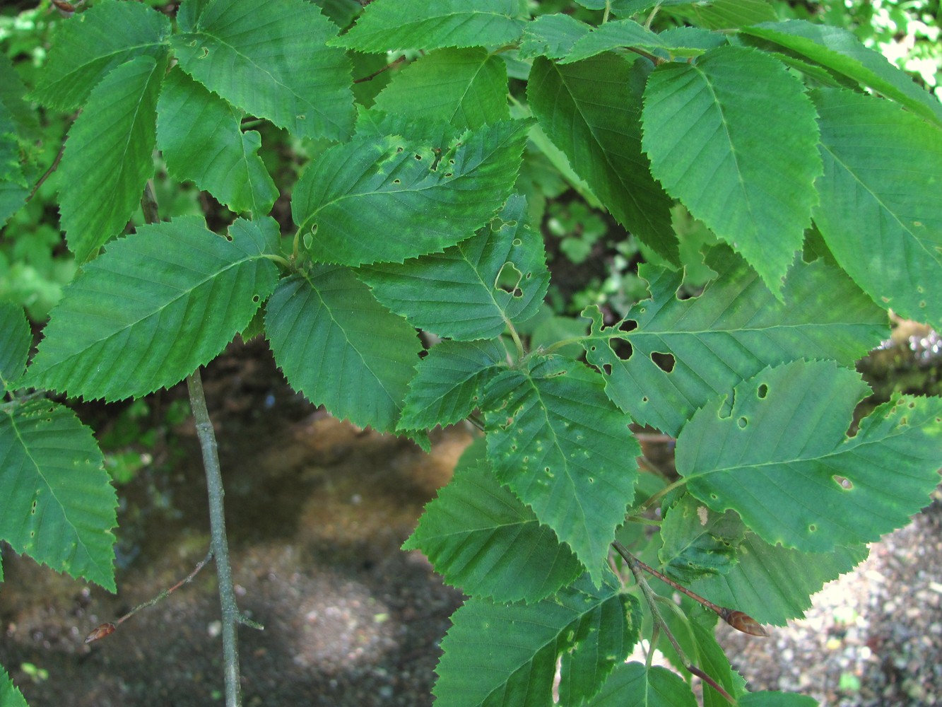 Изображение особи Carpinus betulus.