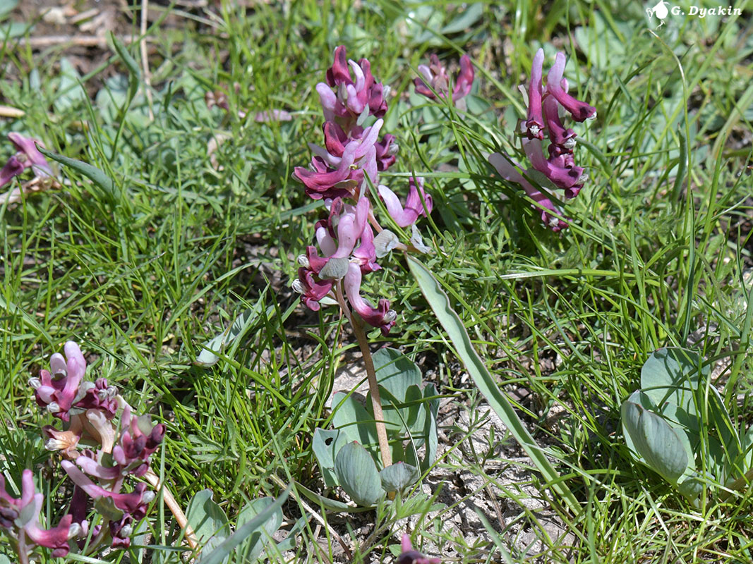 Image of Corydalis ledebouriana specimen.