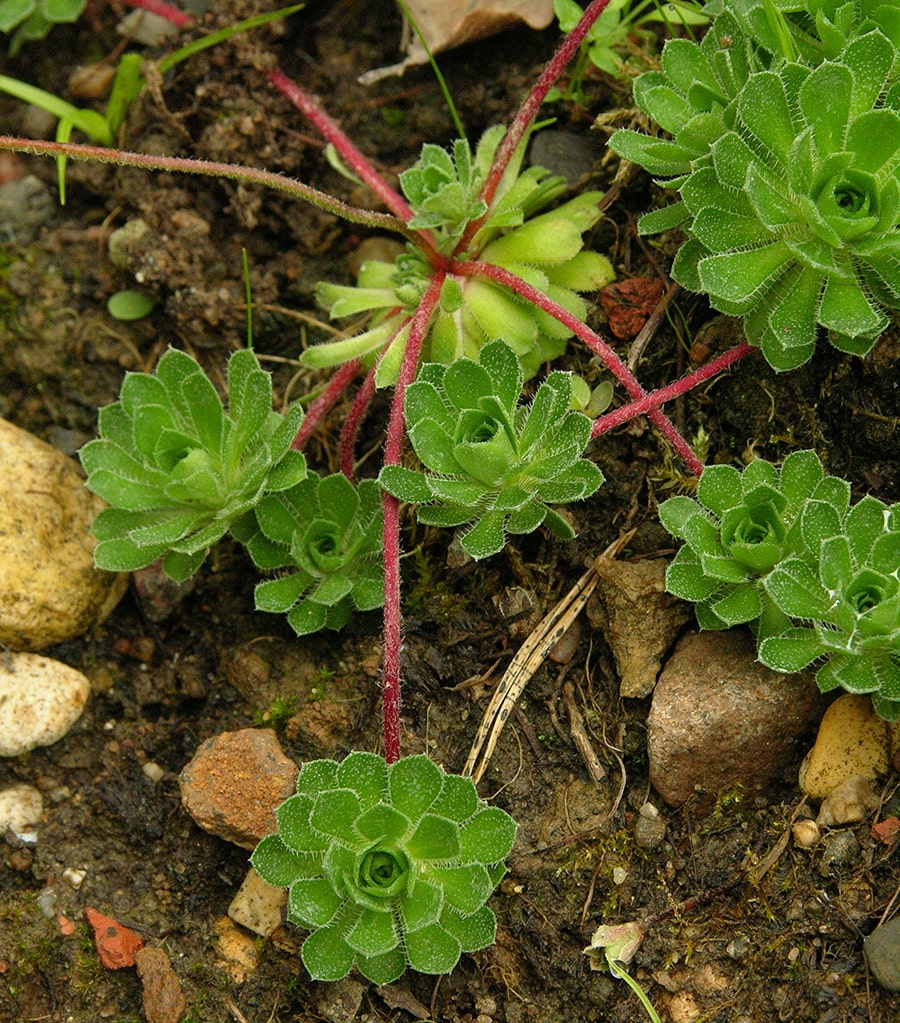 Image of Androsace sempervivoides specimen.