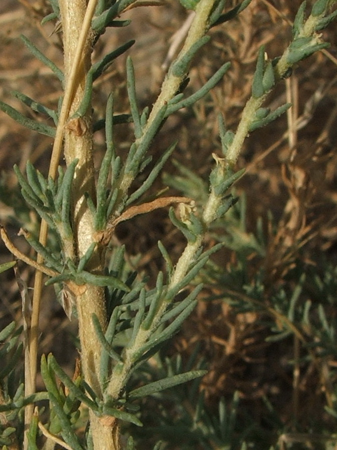 Image of Salsola laricina specimen.