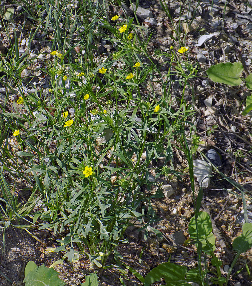 Image of Ranunculus arvensis specimen.