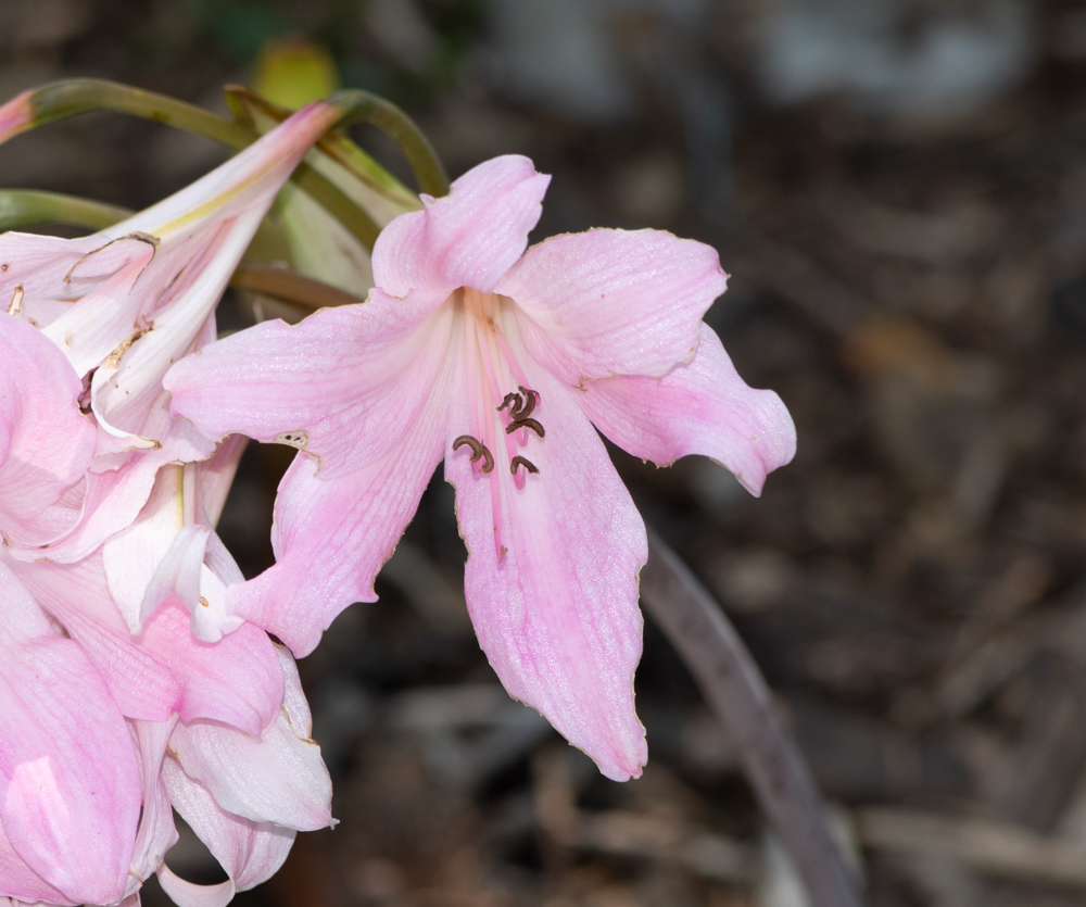 Image of Amaryllis belladonna specimen.