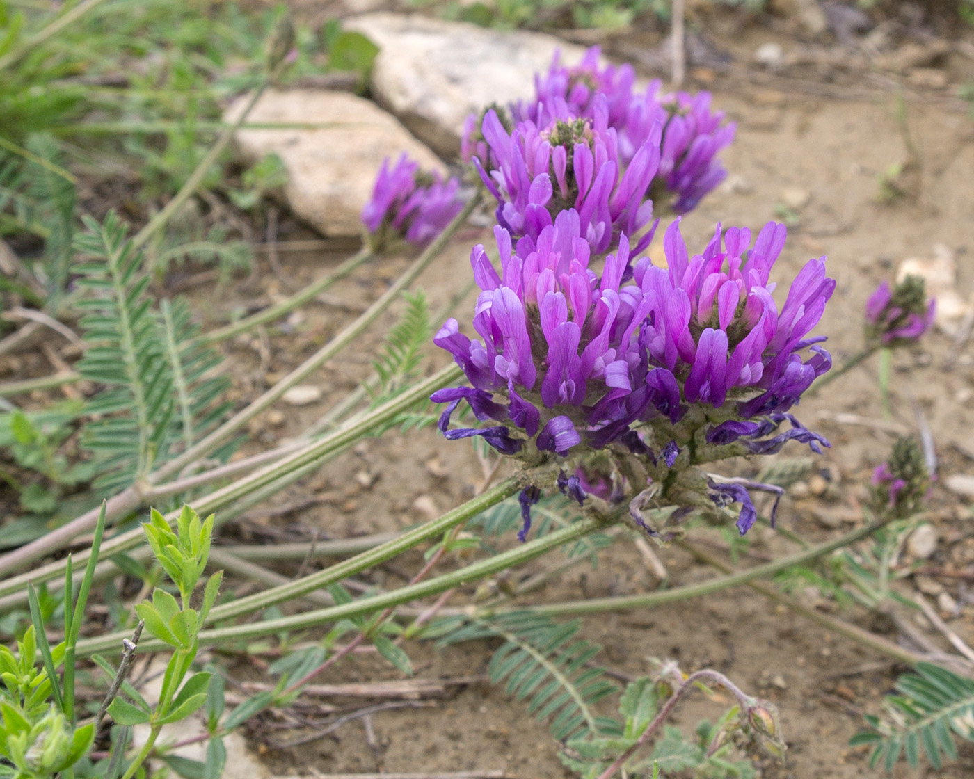 Image of Astragalus onobrychis specimen.