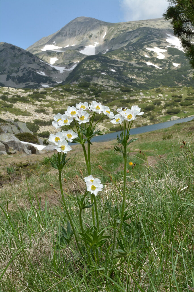 Изображение особи Anemonastrum narcissiflorum.