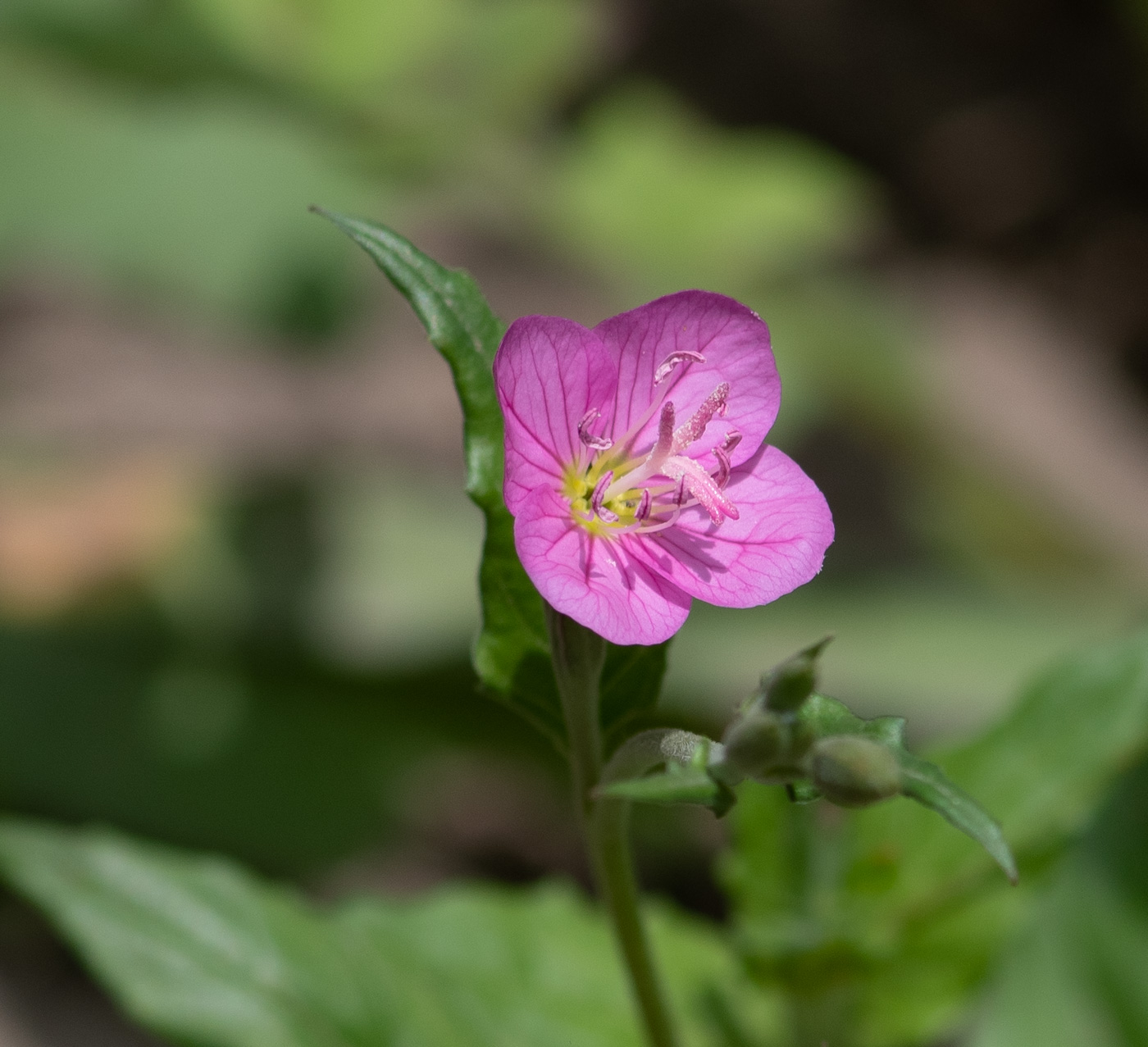 Image of Oenothera rosea specimen.