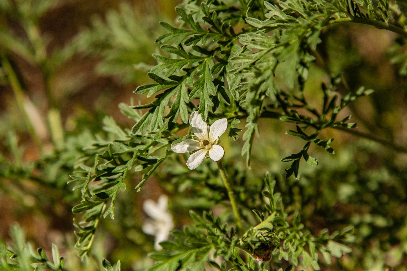 Изображение особи Erodium stevenii.