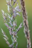 Calamagrostis arundinacea. Часть соцветия. Краснодарский край, м/о город-курорт Сочи, окр. с. Эстосадок, окр. ур. Бзерпинский карниз, выс. ≈ 2000 м н.у.м., субальпийский луг. 29.08.2021.