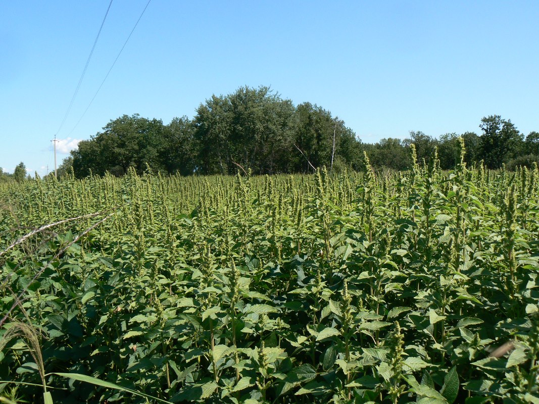 Изображение особи Amaranthus retroflexus.