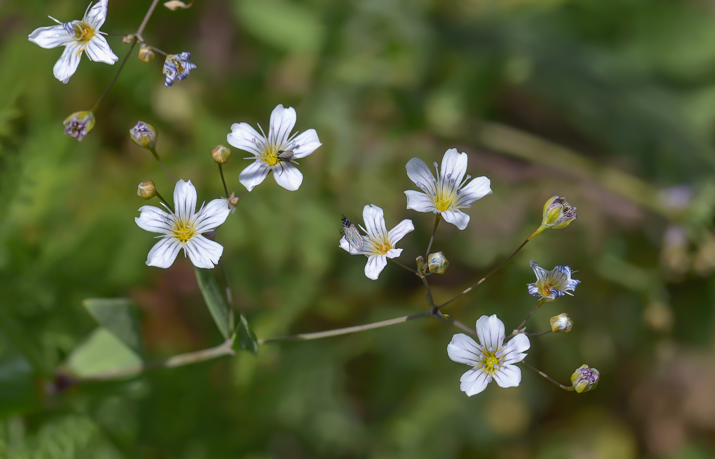 Image of Gypsophila elegans specimen.