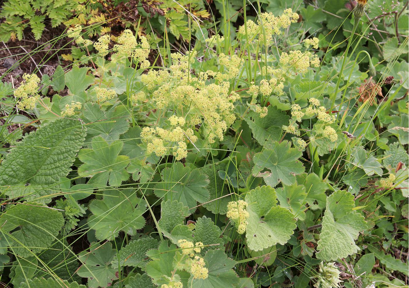 Image of Alchemilla valdehirsuta specimen.