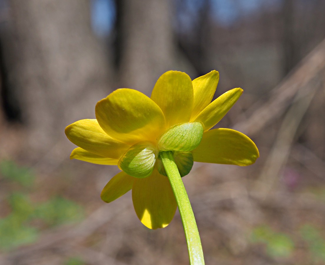 Image of Ficaria verna specimen.