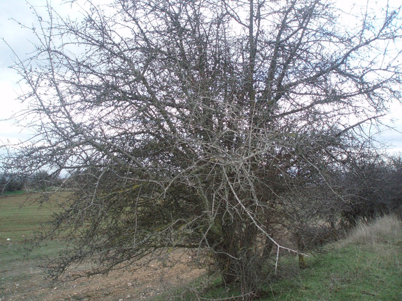 Image of Pyrus amygdaliformis specimen.