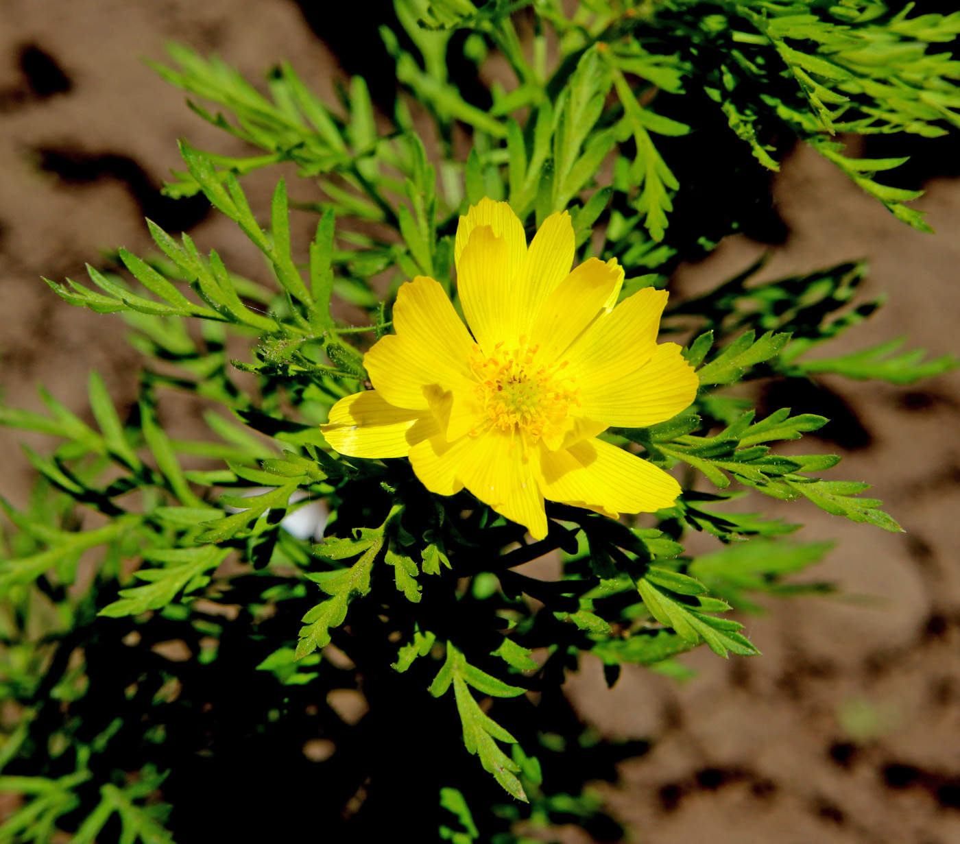 Image of Adonis volgensis specimen.