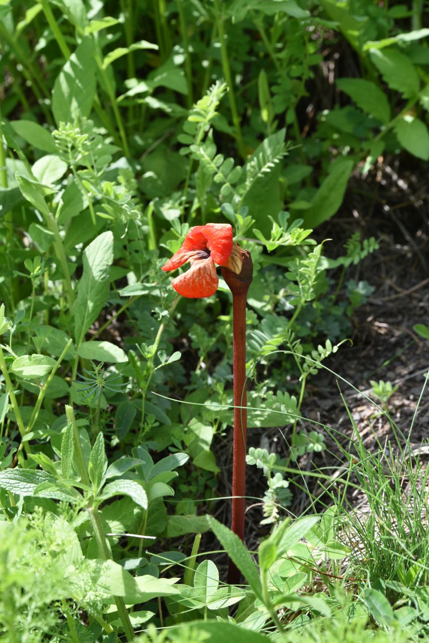 Изображение особи Phelypaea coccinea.