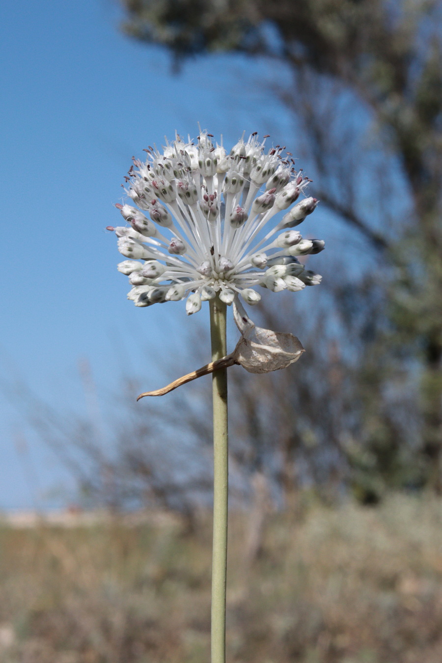 Image of Allium guttatum specimen.