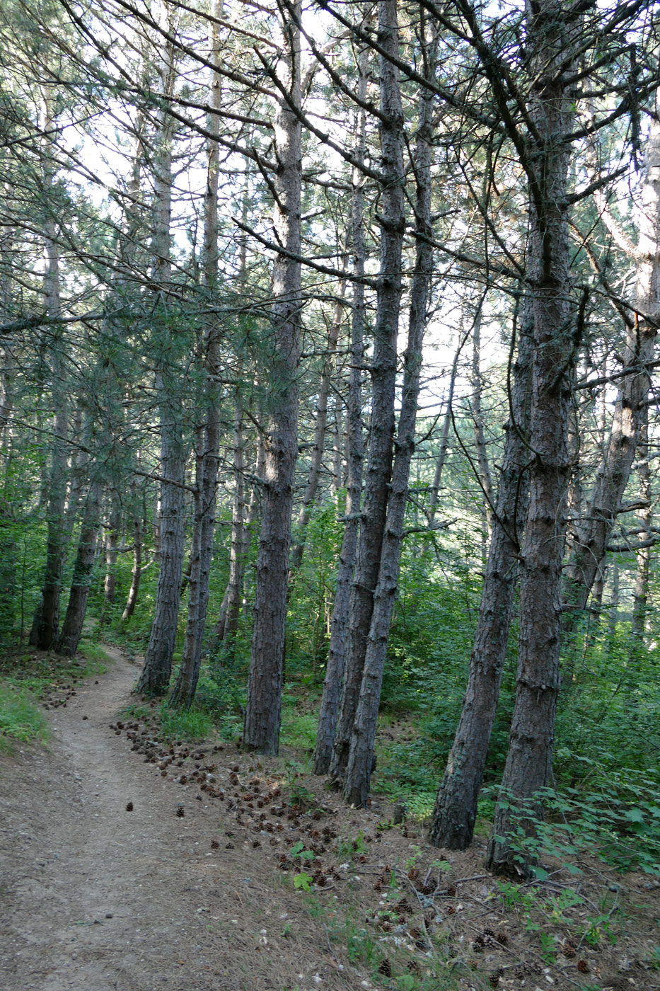 Image of Pinus pallasiana specimen.