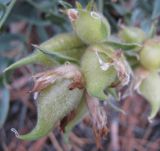 Oxytropis popoviana