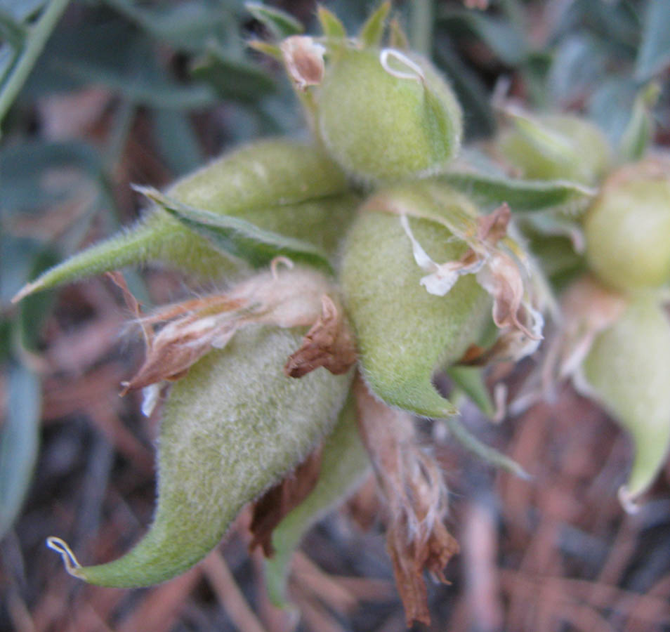 Image of Oxytropis popoviana specimen.