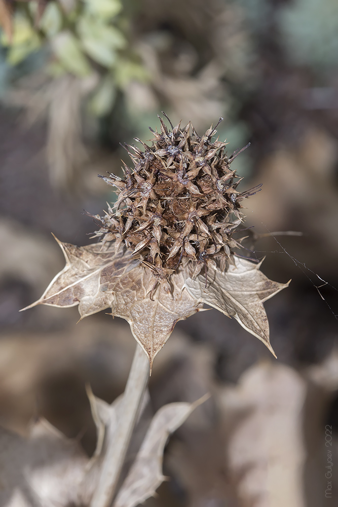 Изображение особи Eryngium maritimum.