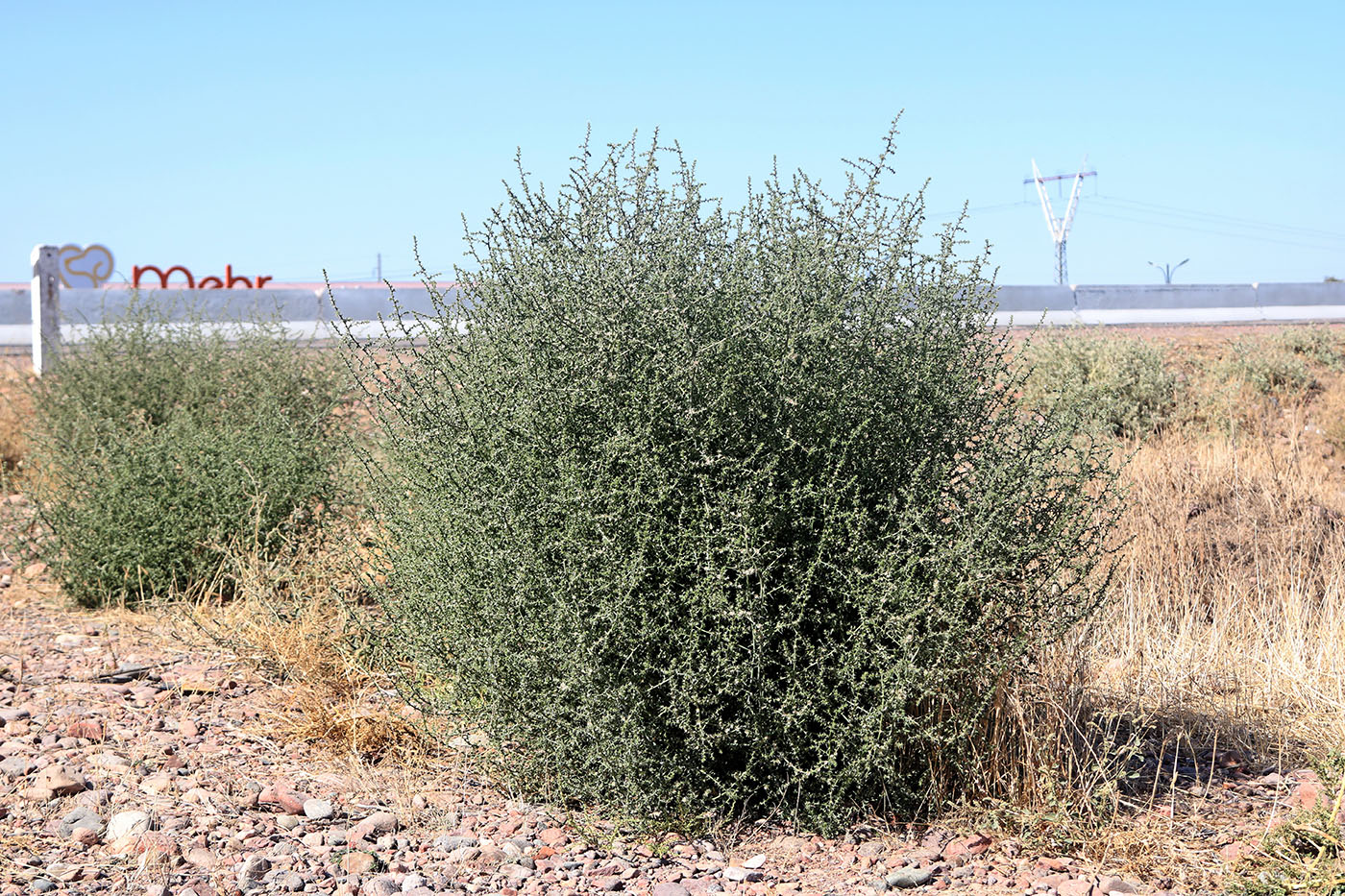 Изображение особи Salsola tragus.