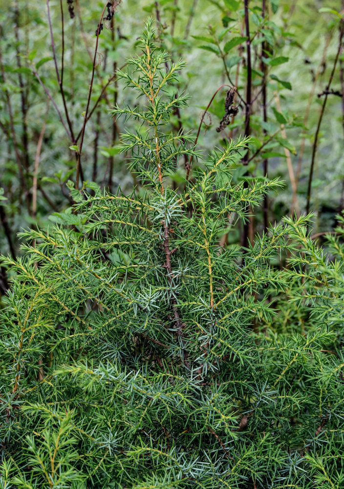 Изображение особи Juniperus oblonga.