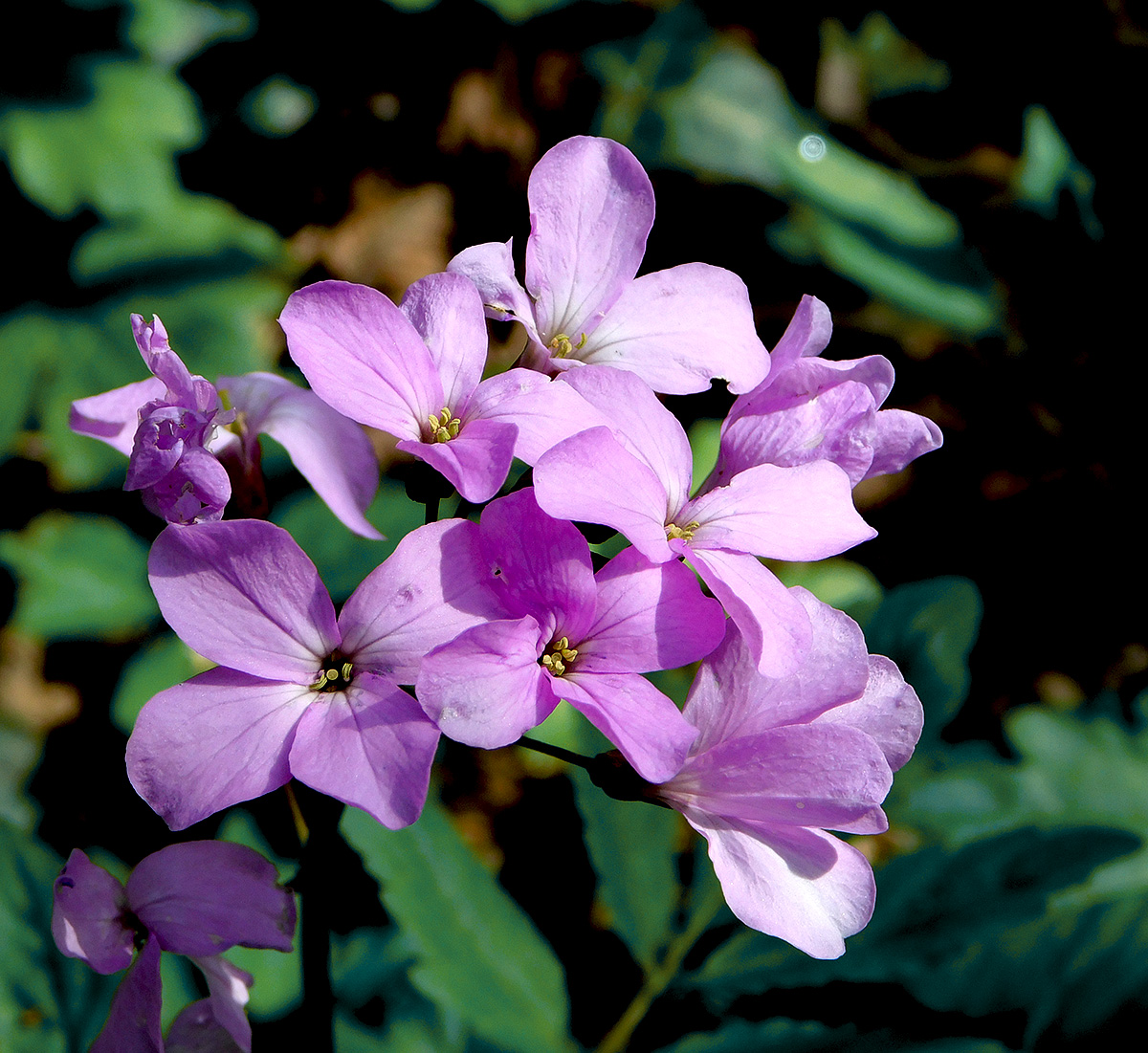 Image of Cardamine quinquefolia specimen.