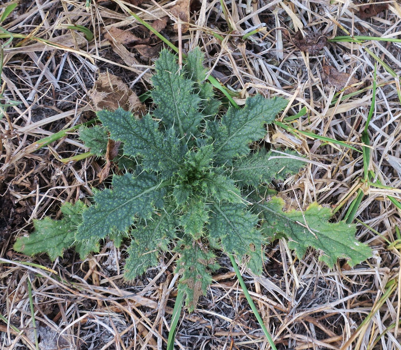 Изображение особи Cirsium vulgare.