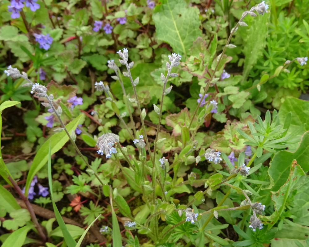 Image of Myosotis micrantha specimen.