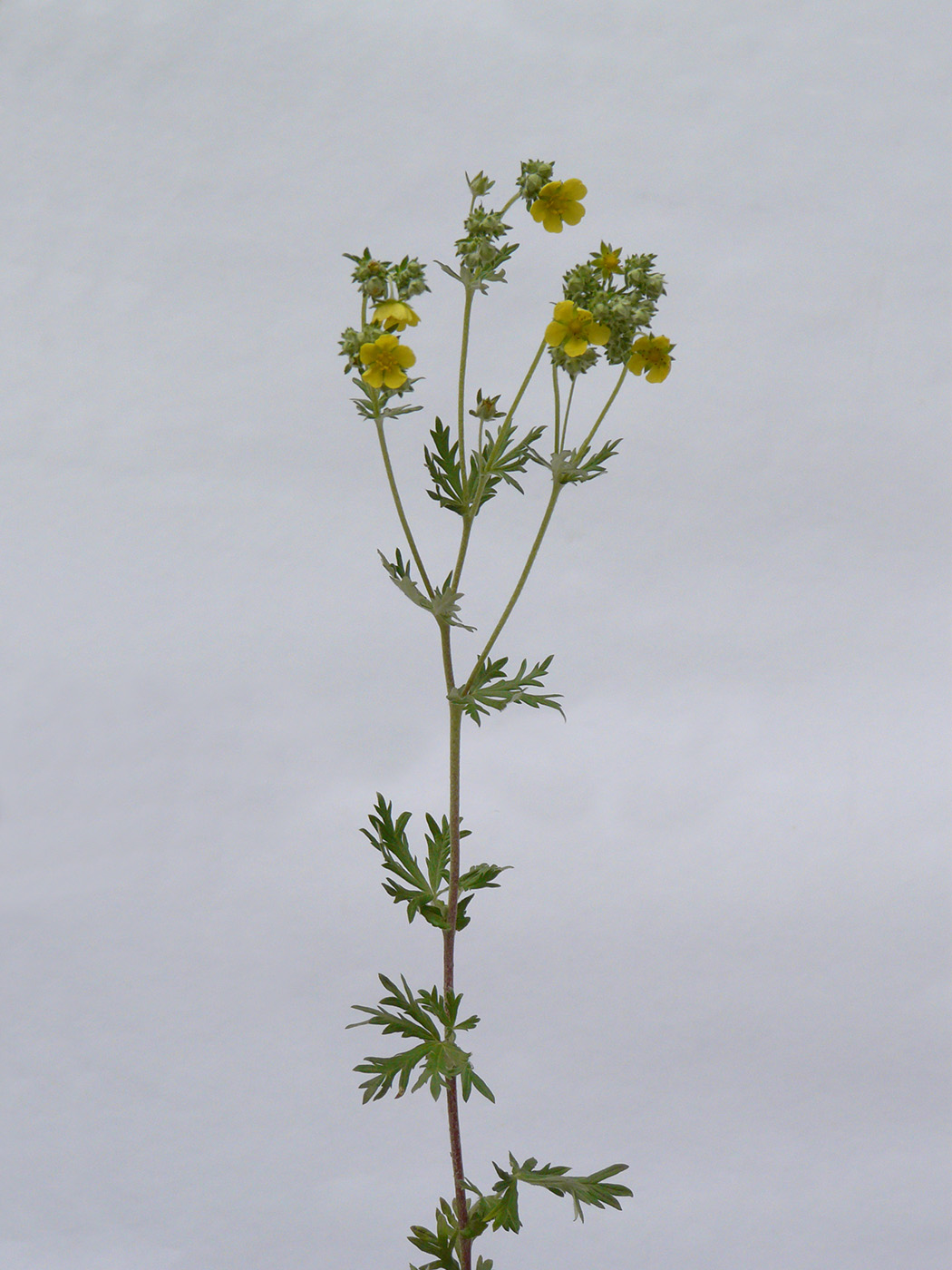 Image of Potentilla impolita specimen.