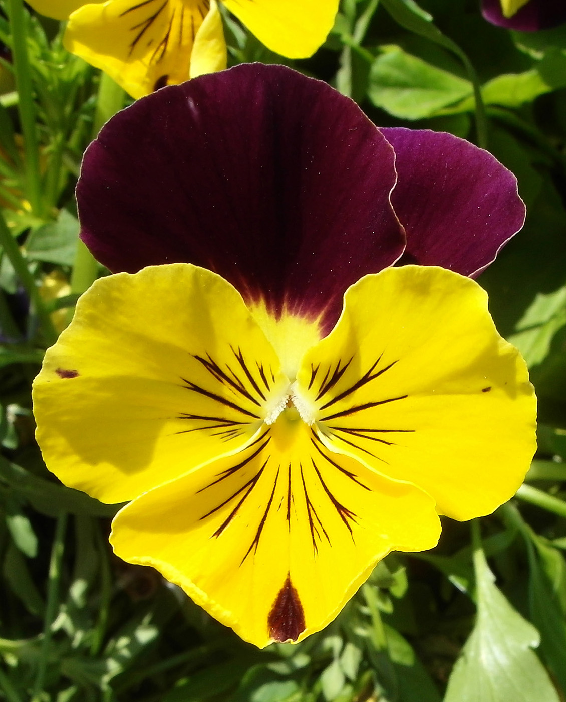 Image of Viola wittrockiana specimen.