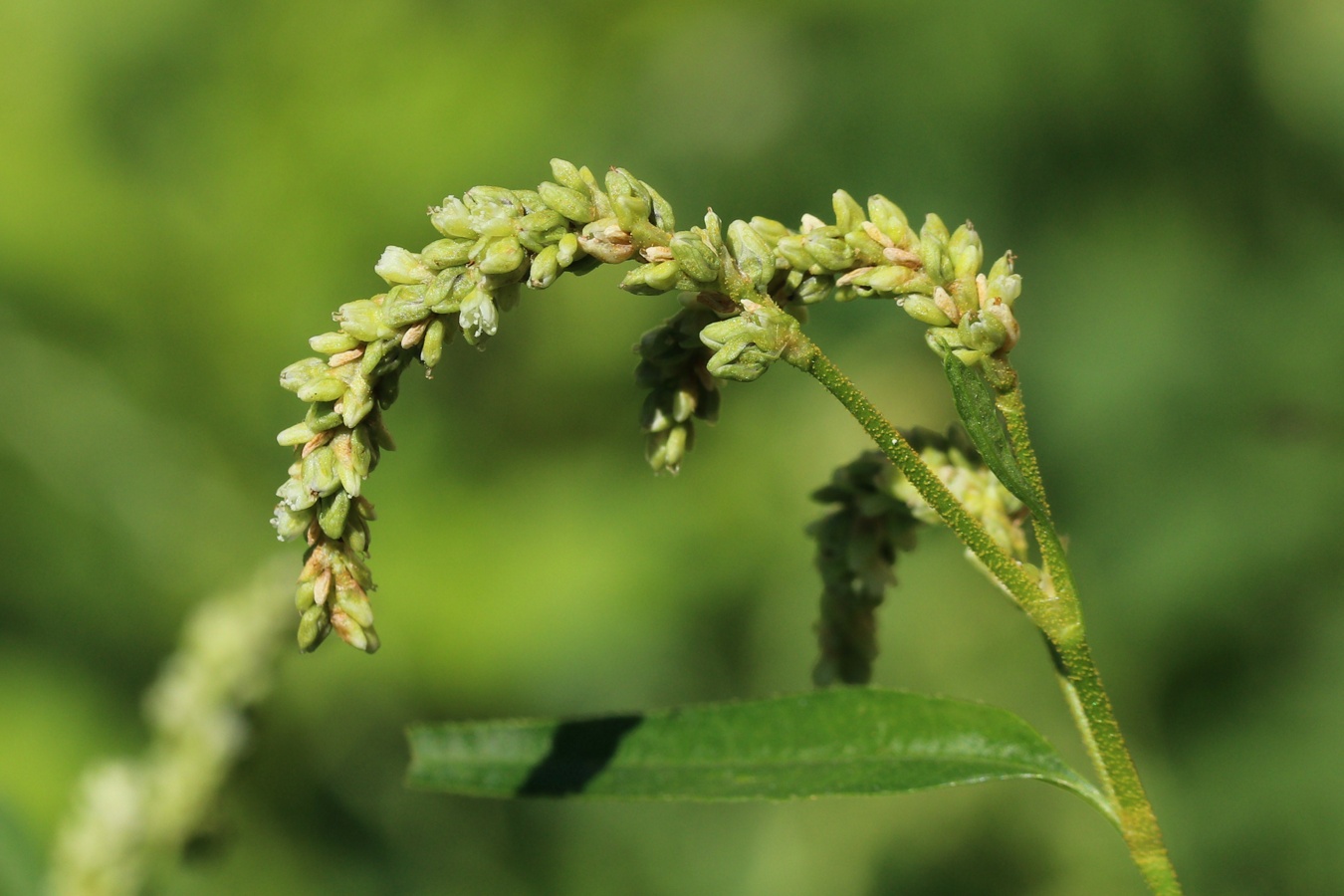 Изображение особи Persicaria scabra.