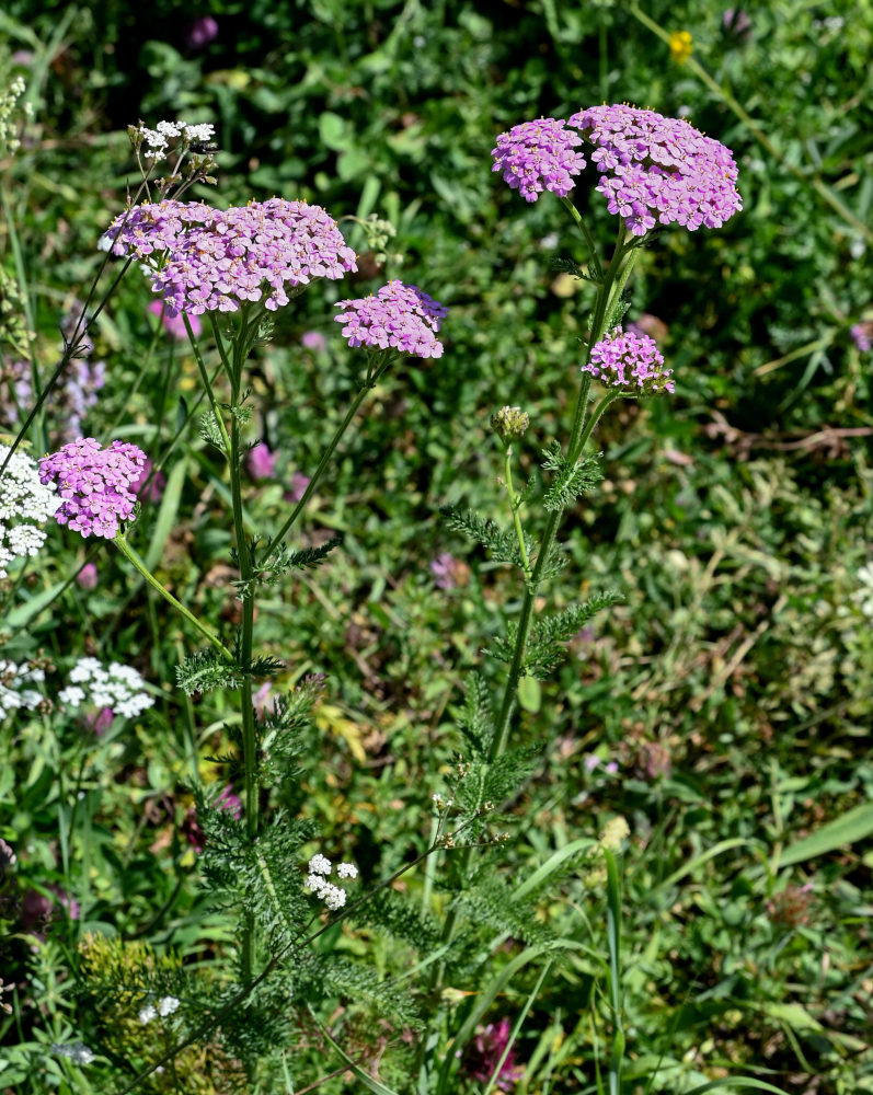 Изображение особи Achillea millefolium.