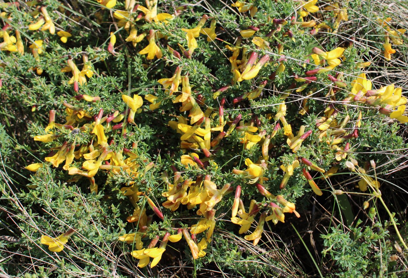 Image of Caragana scythica specimen.