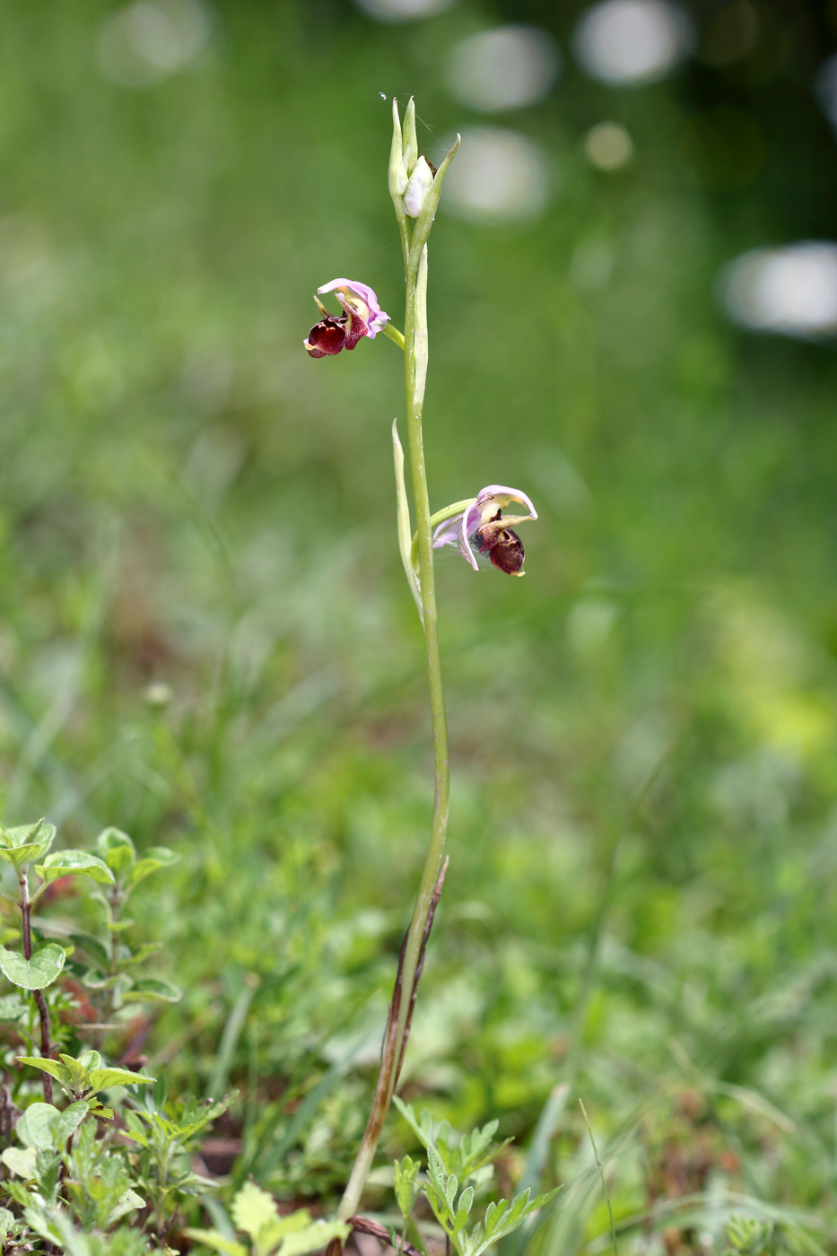 Изображение особи Ophrys oestrifera.