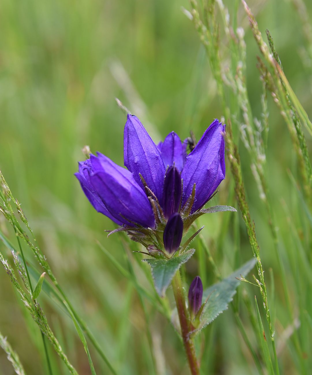 Image of Campanula glomerata specimen.