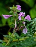 Pedicularis resupinata. Верхушка побега с соцветием. Сахалин, Корсаковский гор. округ, мыс Великан, приморский луг. 10.08.2023.