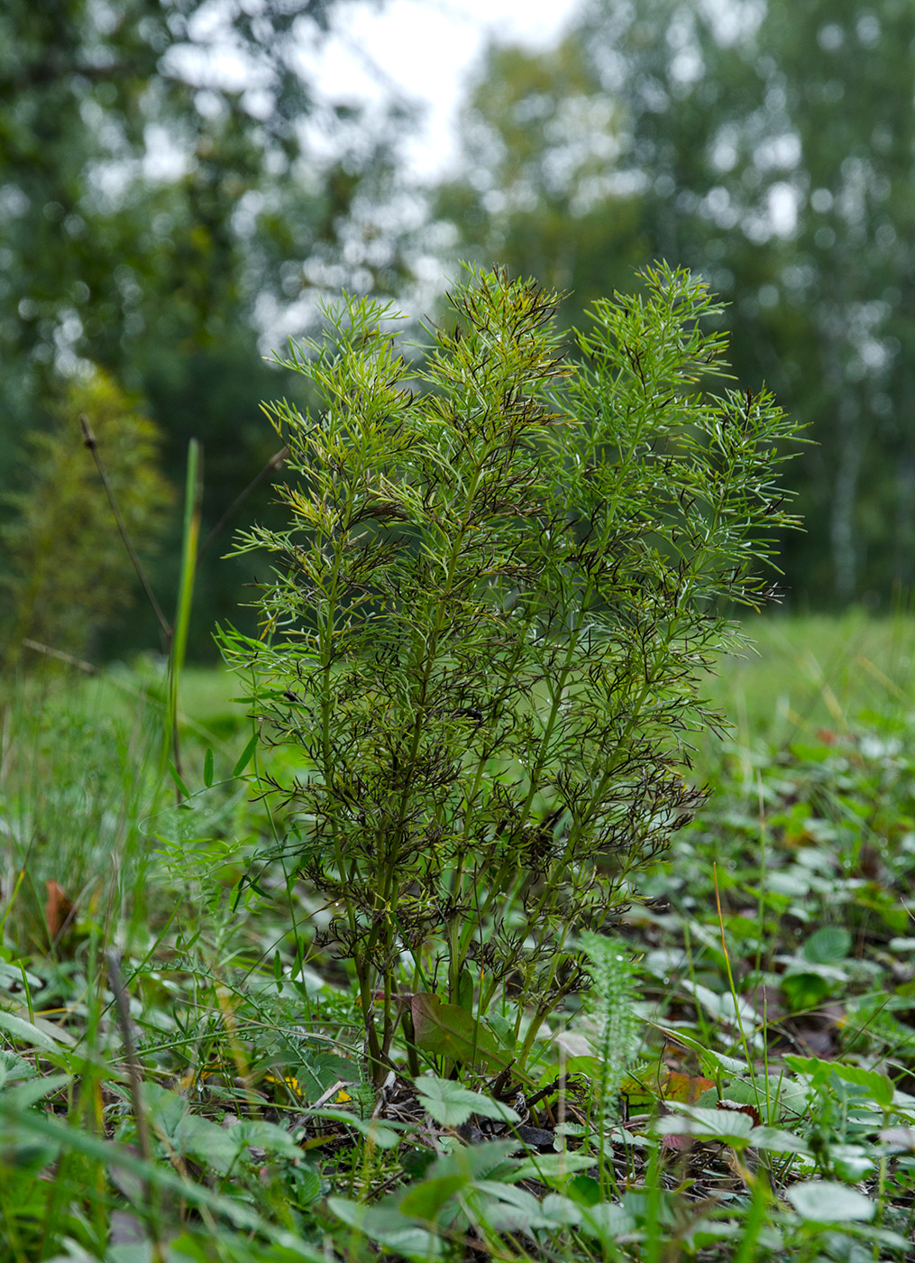 Image of Adonis vernalis specimen.