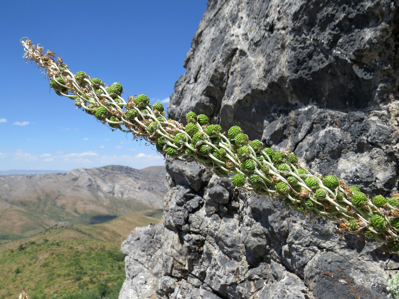 Image of Eremurus regelii specimen.